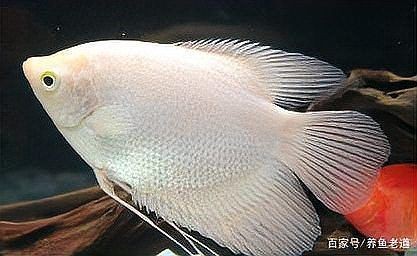 紅尾皇冠魚兇不兇，紅尾皇冠魚怎么養(yǎng)？
