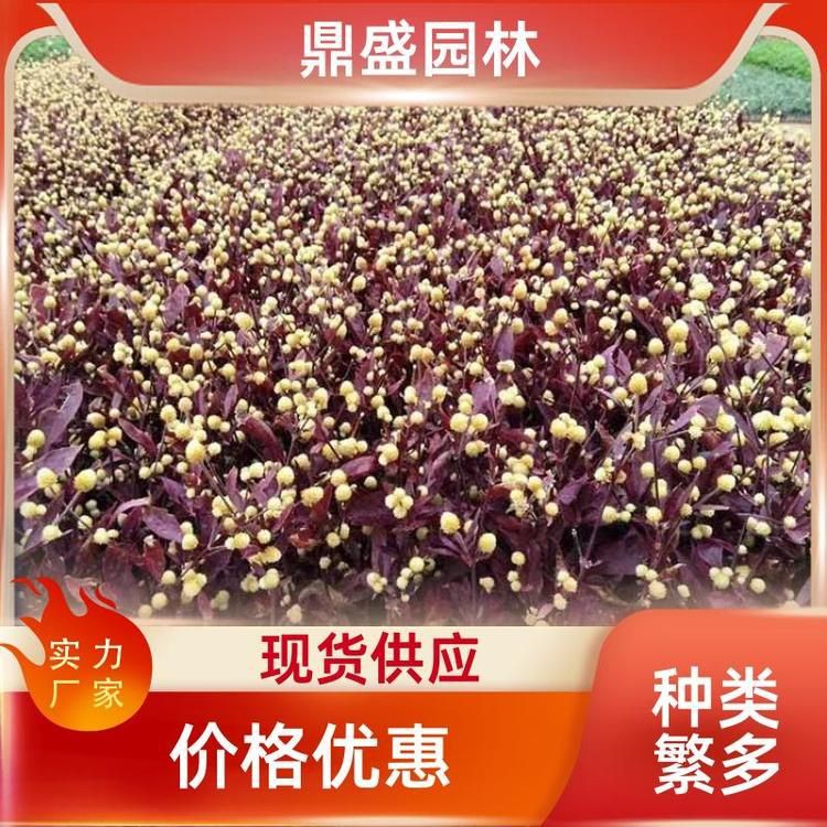 紅龍幼苗購(gòu)買渠道，紅龍幼苗怎么挑選