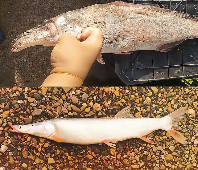 類似刀魚(yú),嘴很長(zhǎng)的魚(yú)，《關(guān)于類似刀魚(yú)且嘴很長(zhǎng)的魚(yú)》