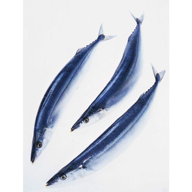 類似刀魚(yú),嘴很長(zhǎng)的魚(yú)，《關(guān)于類似刀魚(yú)且嘴很長(zhǎng)的魚(yú)》