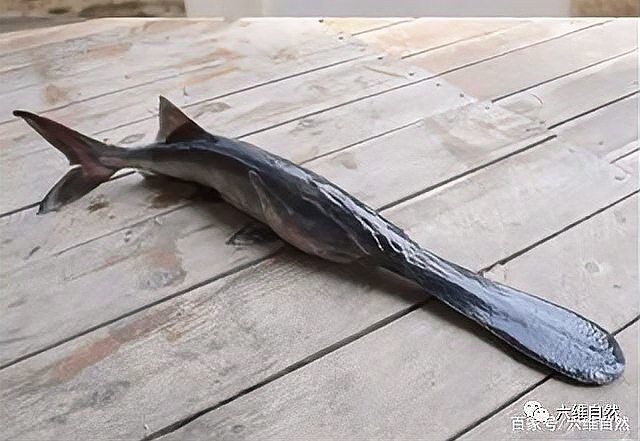 類似刀魚(yú),嘴很長(zhǎng)的魚(yú)，《關(guān)于類似刀魚(yú)且嘴很長(zhǎng)的魚(yú)》