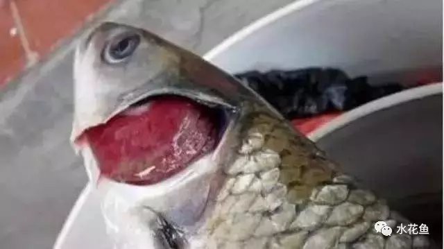 如何判斷龍魚是否真菌感染復發？，判斷龍魚是否真菌感染復發需綜合多方面觀察與科學養護