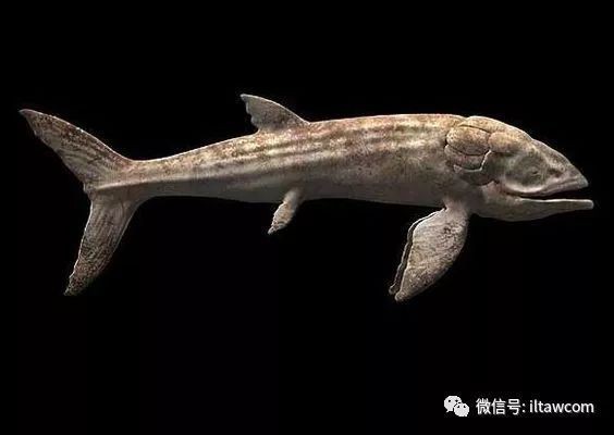 利茲魚有多大，利茲魚:侏羅紀的海中吸塵器,16米長的史前硬骨魚之王和光萬物