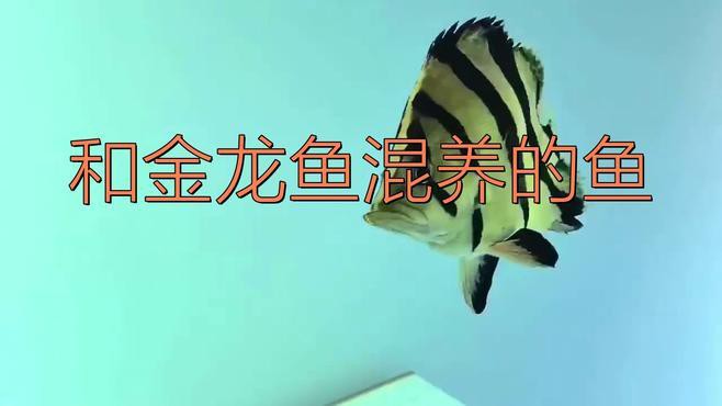 哪些魚類適合與過背金龍混養(yǎng)？，過背金龍魚混養(yǎng)推薦