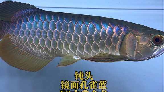 類烏齊龍魚店，類烏齊龍魚店有哪些特色品種 類烏齊龍魚店，類烏齊龍魚店有哪些特色品種 全國水族館企業(yè)名錄 第5張