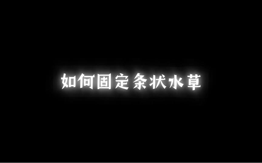 如何固定龍魚缸中的水草？，小羊老師培訓日記龍魚缸固定水草缸組裝全攻略