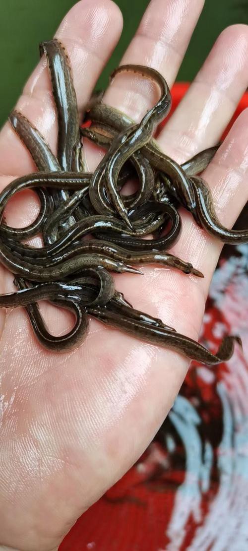 刀鰍魚圖片,廣西男子釣上巨型刀鰍魚,比嬰兒手臂還長,刀鰍魚能長這么大 龍魚論壇 第13張 刀鰍魚圖片,廣西男子釣上巨型刀鰍魚,比嬰兒手臂還長,刀鰍魚能長這么大 刀鰍魚圖片,廣西男子釣上巨型刀鰍魚,比嬰兒手臂還長,刀鰍魚能長這么大 龍魚論壇 第13張