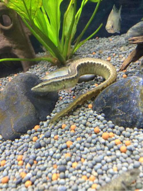 刀鰍魚圖片,廣西男子釣上巨型刀鰍魚,比嬰兒手臂還長,刀鰍魚能長這么大 龍魚論壇 第25張 刀鰍魚圖片,廣西男子釣上巨型刀鰍魚,比嬰兒手臂還長,刀鰍魚能長這么大 刀鰍魚圖片,廣西男子釣上巨型刀鰍魚,比嬰兒手臂還長,刀鰍魚能長這么大 龍魚論壇 第25張