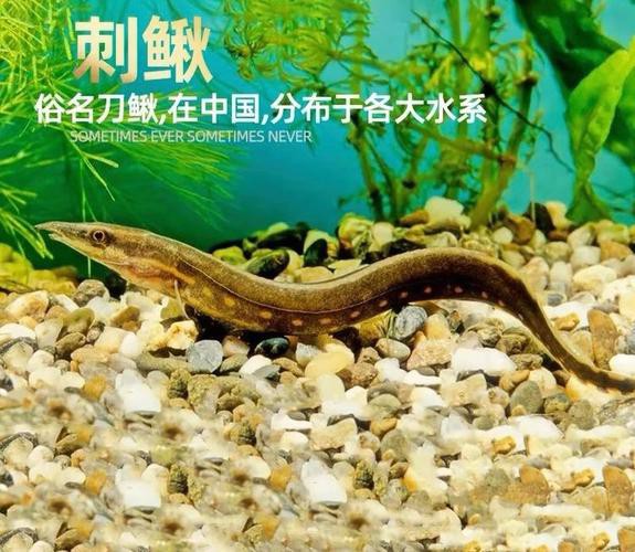 刀鰍魚圖片,廣西男子釣上巨型刀鰍魚,比嬰兒手臂還長,刀鰍魚能長這么大 龍魚論壇 第21張 刀鰍魚圖片,廣西男子釣上巨型刀鰍魚,比嬰兒手臂還長,刀鰍魚能長這么大 刀鰍魚圖片,廣西男子釣上巨型刀鰍魚,比嬰兒手臂還長,刀鰍魚能長這么大 龍魚論壇 第21張