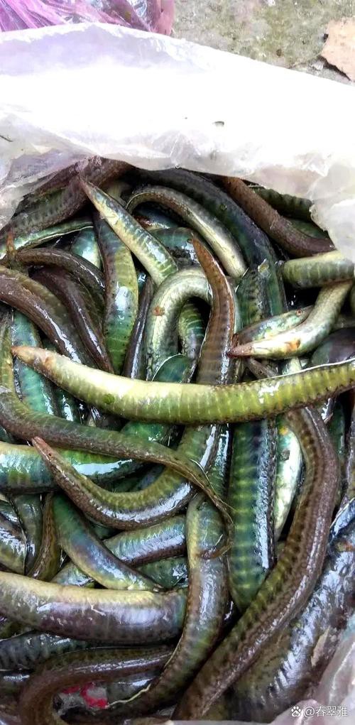刀鰍魚圖片,廣西男子釣上巨型刀鰍魚,比嬰兒手臂還長,刀鰍魚能長這么大 龍魚論壇 第15張 刀鰍魚圖片,廣西男子釣上巨型刀鰍魚,比嬰兒手臂還長,刀鰍魚能長這么大 刀鰍魚圖片,廣西男子釣上巨型刀鰍魚,比嬰兒手臂還長,刀鰍魚能長這么大 龍魚論壇 第15張