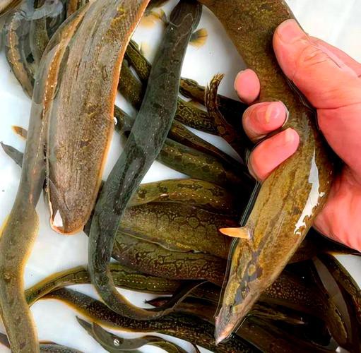 刀鰍魚圖片,廣西男子釣上巨型刀鰍魚,比嬰兒手臂還長,刀鰍魚能長這么大 龍魚論壇 第12張 刀鰍魚圖片,廣西男子釣上巨型刀鰍魚,比嬰兒手臂還長,刀鰍魚能長這么大 刀鰍魚圖片,廣西男子釣上巨型刀鰍魚,比嬰兒手臂還長,刀鰍魚能長這么大 龍魚論壇 第12張