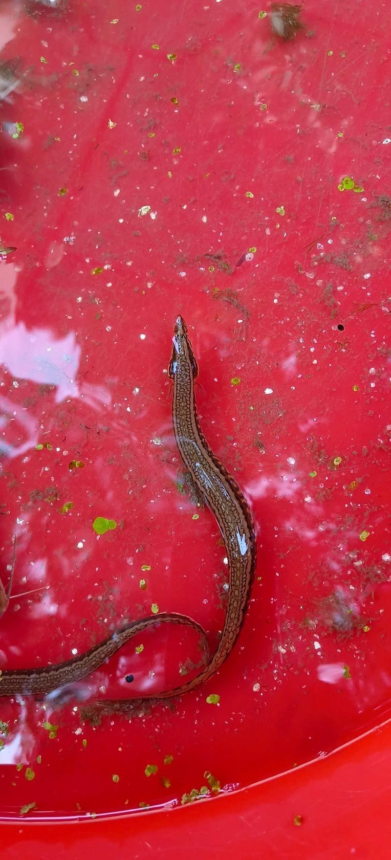 刀鰍魚圖片,廣西男子釣上巨型刀鰍魚,比嬰兒手臂還長,刀鰍魚能長這么大 龍魚論壇 第8張 刀鰍魚圖片,廣西男子釣上巨型刀鰍魚,比嬰兒手臂還長,刀鰍魚能長這么大 刀鰍魚圖片,廣西男子釣上巨型刀鰍魚,比嬰兒手臂還長,刀鰍魚能長這么大 龍魚論壇 第8張