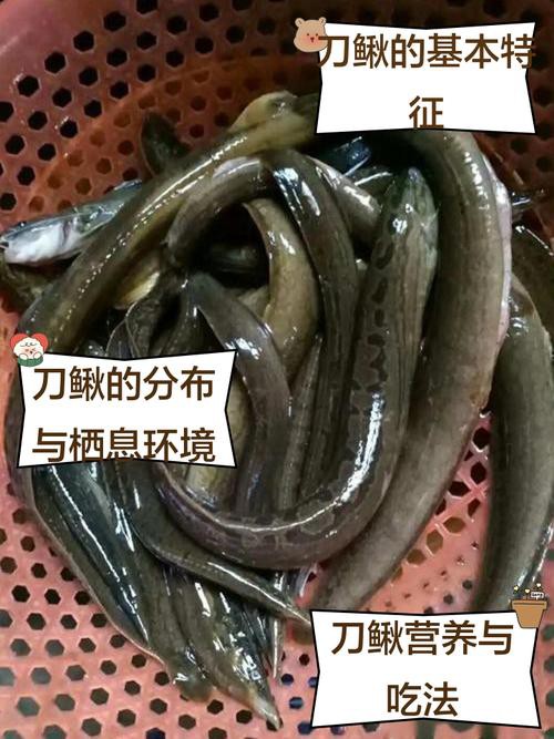 刀鰍魚圖片,廣西男子釣上巨型刀鰍魚,比嬰兒手臂還長,刀鰍魚能長這么大 龍魚論壇 第4張 刀鰍魚圖片,廣西男子釣上巨型刀鰍魚,比嬰兒手臂還長,刀鰍魚能長這么大 刀鰍魚圖片,廣西男子釣上巨型刀鰍魚,比嬰兒手臂還長,刀鰍魚能長這么大 龍魚論壇 第4張