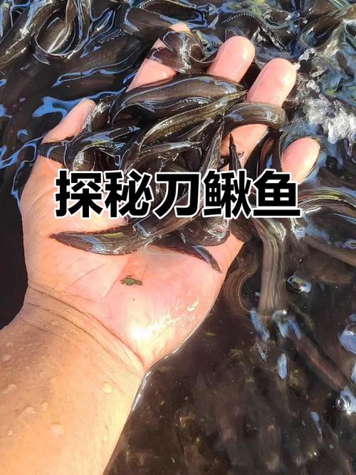 刀鰍魚圖片,廣西男子釣上巨型刀鰍魚,比嬰兒手臂還長,刀鰍魚能長這么大 龍魚論壇 第20張 刀鰍魚圖片,廣西男子釣上巨型刀鰍魚,比嬰兒手臂還長,刀鰍魚能長這么大 刀鰍魚圖片,廣西男子釣上巨型刀鰍魚,比嬰兒手臂還長,刀鰍魚能長這么大 龍魚論壇 第20張