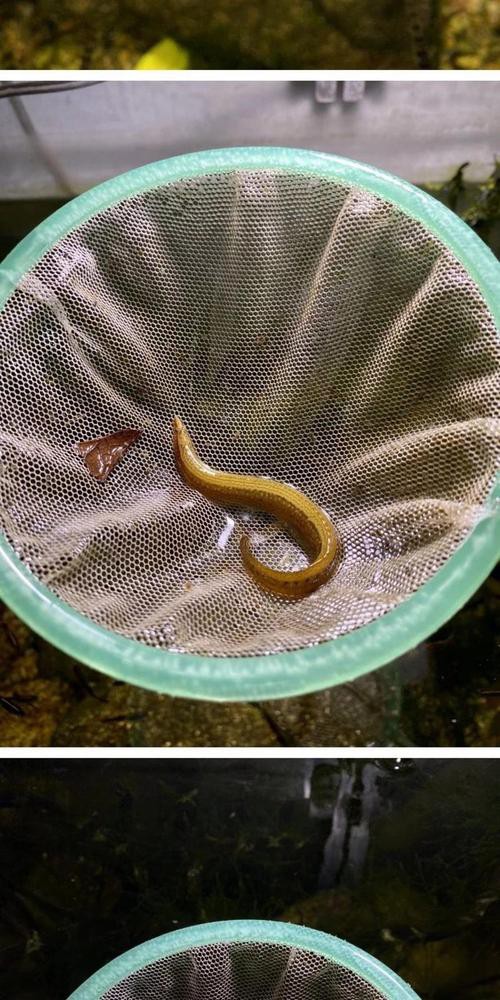 刀鰍魚圖片,廣西男子釣上巨型刀鰍魚,比嬰兒手臂還長,刀鰍魚能長這么大 龍魚論壇 第26張 刀鰍魚圖片,廣西男子釣上巨型刀鰍魚,比嬰兒手臂還長,刀鰍魚能長這么大 刀鰍魚圖片,廣西男子釣上巨型刀鰍魚,比嬰兒手臂還長,刀鰍魚能長這么大 龍魚論壇 第26張