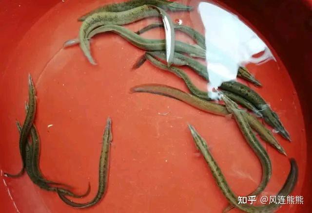 刀鰍魚圖片，廣西男子釣上巨型刀鰍魚,比嬰兒手臂還長,刀鰍魚能長這么大 刀鰍魚圖片，廣西男子釣上巨型刀鰍魚,比嬰兒手臂還長,刀鰍魚能長這么大 龍魚論壇 第29張