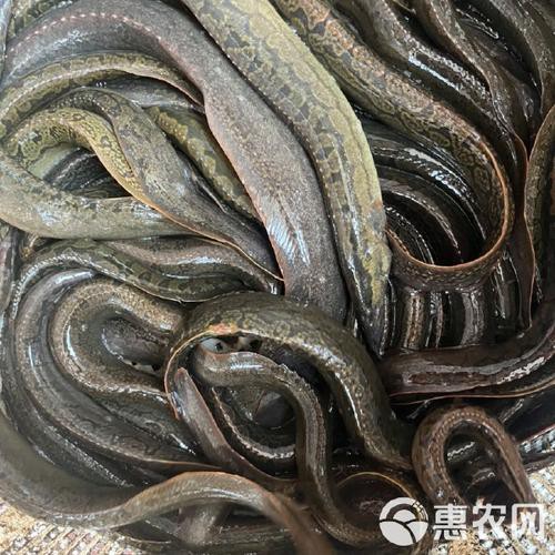 刀鰍魚圖片，廣西男子釣上巨型刀鰍魚,比嬰兒手臂還長,刀鰍魚能長這么大 刀鰍魚圖片，廣西男子釣上巨型刀鰍魚,比嬰兒手臂還長,刀鰍魚能長這么大 龍魚論壇 第27張