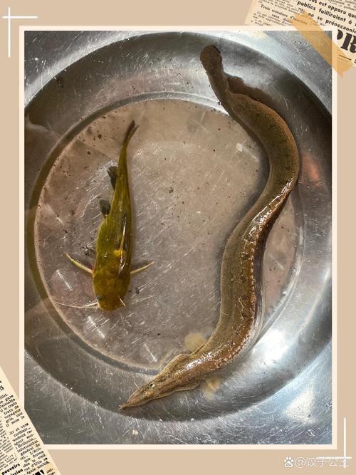 刀鰍魚圖片,廣西男子釣上巨型刀鰍魚,比嬰兒手臂還長,刀鰍魚能長這么大 龍魚論壇 第2張 刀鰍魚圖片,廣西男子釣上巨型刀鰍魚,比嬰兒手臂還長,刀鰍魚能長這么大 刀鰍魚圖片,廣西男子釣上巨型刀鰍魚,比嬰兒手臂還長,刀鰍魚能長這么大 龍魚論壇 第2張
