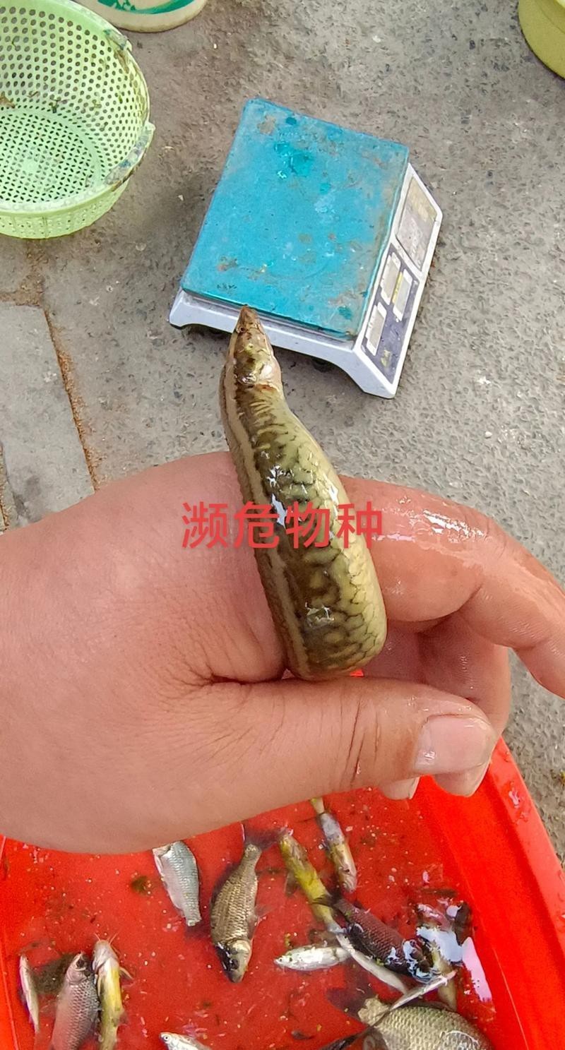 刀鰍魚圖片,廣西男子釣上巨型刀鰍魚,比嬰兒手臂還長,刀鰍魚能長這么大 龍魚論壇 第10張 刀鰍魚圖片,廣西男子釣上巨型刀鰍魚,比嬰兒手臂還長,刀鰍魚能長這么大 刀鰍魚圖片,廣西男子釣上巨型刀鰍魚,比嬰兒手臂還長,刀鰍魚能長這么大 龍魚論壇 第10張