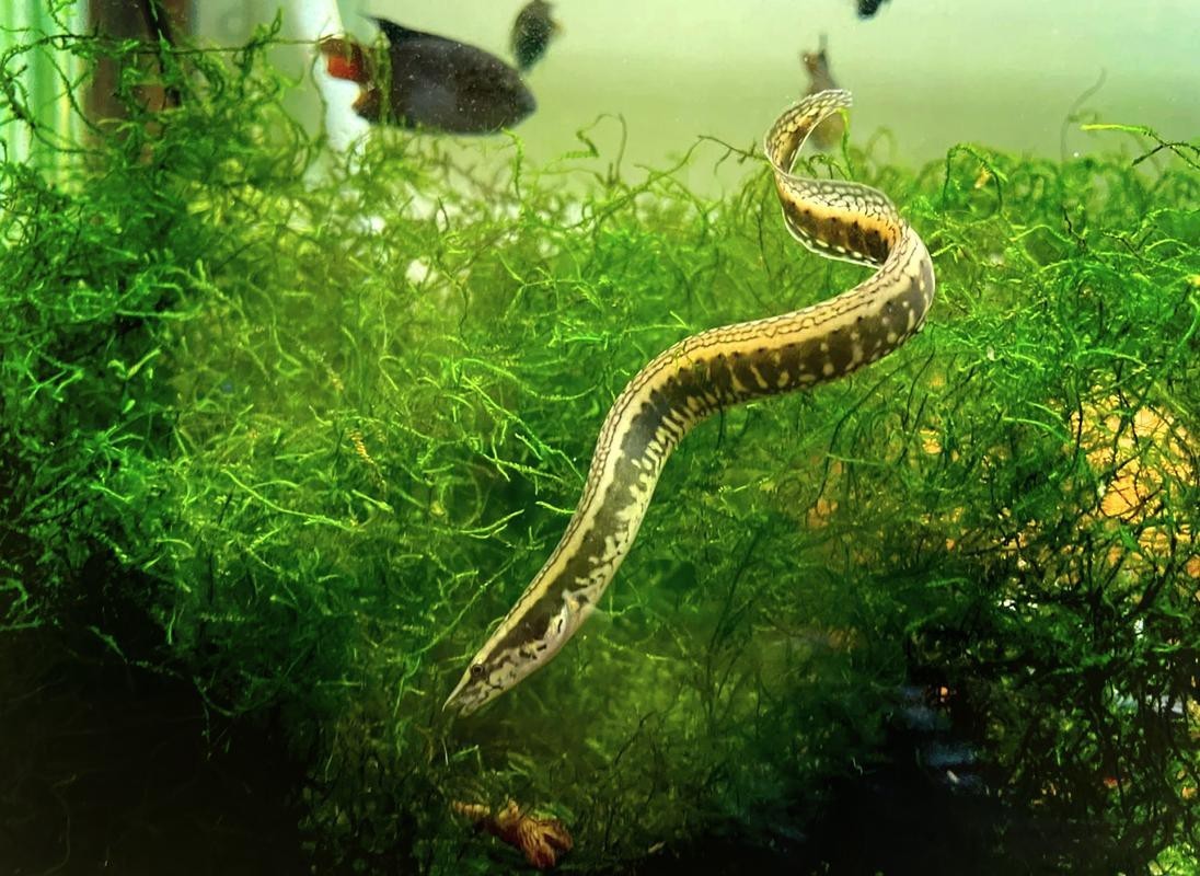 刀鰍魚圖片,廣西男子釣上巨型刀鰍魚,比嬰兒手臂還長,刀鰍魚能長這么大 龍魚論壇 第11張 刀鰍魚圖片,廣西男子釣上巨型刀鰍魚,比嬰兒手臂還長,刀鰍魚能長這么大 刀鰍魚圖片,廣西男子釣上巨型刀鰍魚,比嬰兒手臂還長,刀鰍魚能長這么大 龍魚論壇 第11張