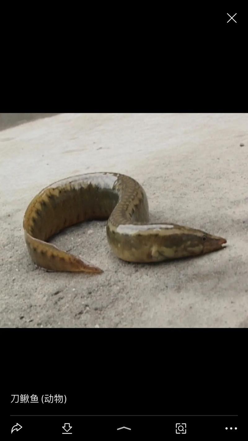 刀鰍魚圖片,廣西男子釣上巨型刀鰍魚,比嬰兒手臂還長,刀鰍魚能長這么大 龍魚論壇 第6張 刀鰍魚圖片,廣西男子釣上巨型刀鰍魚,比嬰兒手臂還長,刀鰍魚能長這么大 刀鰍魚圖片,廣西男子釣上巨型刀鰍魚,比嬰兒手臂還長,刀鰍魚能長這么大 龍魚論壇 第6張