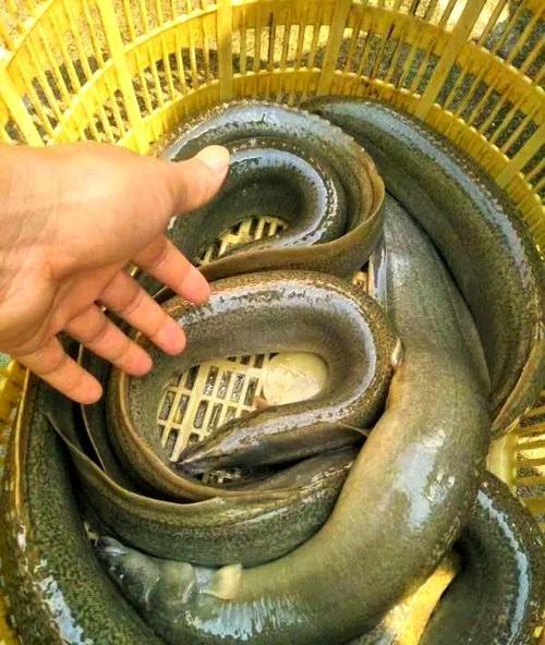刀鰍魚圖片,廣西男子釣上巨型刀鰍魚,比嬰兒手臂還長,刀鰍魚能長這么大 龍魚論壇 第16張 刀鰍魚圖片,廣西男子釣上巨型刀鰍魚,比嬰兒手臂還長,刀鰍魚能長這么大 刀鰍魚圖片,廣西男子釣上巨型刀鰍魚,比嬰兒手臂還長,刀鰍魚能長這么大 龍魚論壇 第16張
