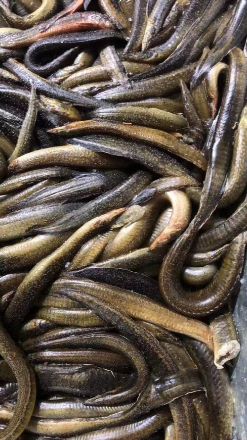 刀鰍魚圖片,廣西男子釣上巨型刀鰍魚,比嬰兒手臂還長,刀鰍魚能長這么大 龍魚論壇 第18張 刀鰍魚圖片,廣西男子釣上巨型刀鰍魚,比嬰兒手臂還長,刀鰍魚能長這么大 刀鰍魚圖片,廣西男子釣上巨型刀鰍魚,比嬰兒手臂還長,刀鰍魚能長這么大 龍魚論壇 第18張