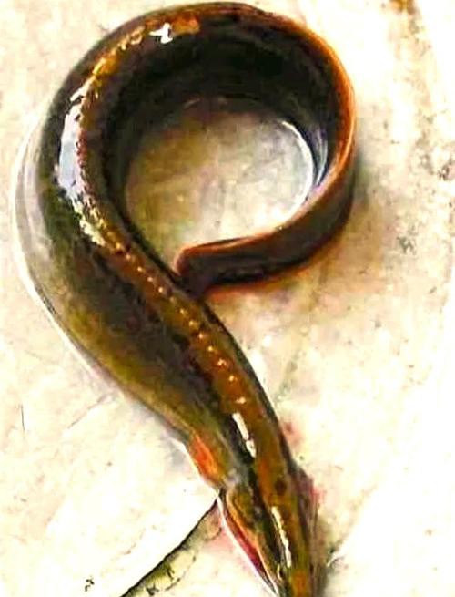 刀鰍魚圖片,廣西男子釣上巨型刀鰍魚,比嬰兒手臂還長,刀鰍魚能長這么大 龍魚論壇 第14張 刀鰍魚圖片,廣西男子釣上巨型刀鰍魚,比嬰兒手臂還長,刀鰍魚能長這么大 刀鰍魚圖片,廣西男子釣上巨型刀鰍魚,比嬰兒手臂還長,刀鰍魚能長這么大 龍魚論壇 第14張