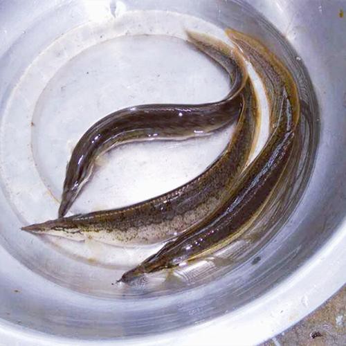 刀鰍魚圖片,廣西男子釣上巨型刀鰍魚,比嬰兒手臂還長,刀鰍魚能長這么大 龍魚論壇 第23張 刀鰍魚圖片,廣西男子釣上巨型刀鰍魚,比嬰兒手臂還長,刀鰍魚能長這么大 刀鰍魚圖片,廣西男子釣上巨型刀鰍魚,比嬰兒手臂還長,刀鰍魚能長這么大 龍魚論壇 第23張