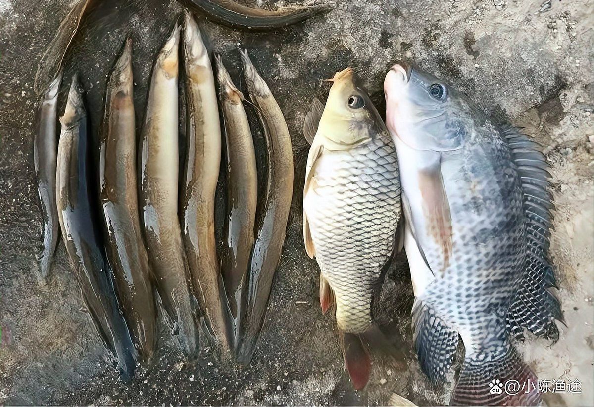 刀鰍魚圖片，廣西男子釣上巨型刀鰍魚,比嬰兒手臂還長,刀鰍魚能長這么大 刀鰍魚圖片，廣西男子釣上巨型刀鰍魚,比嬰兒手臂還長,刀鰍魚能長這么大 龍魚論壇 第28張