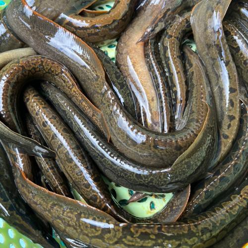 刀鰍魚圖片,廣西男子釣上巨型刀鰍魚,比嬰兒手臂還長,刀鰍魚能長這么大 龍魚論壇 第7張 刀鰍魚圖片,廣西男子釣上巨型刀鰍魚,比嬰兒手臂還長,刀鰍魚能長這么大 刀鰍魚圖片,廣西男子釣上巨型刀鰍魚,比嬰兒手臂還長,刀鰍魚能長這么大 龍魚論壇 第7張