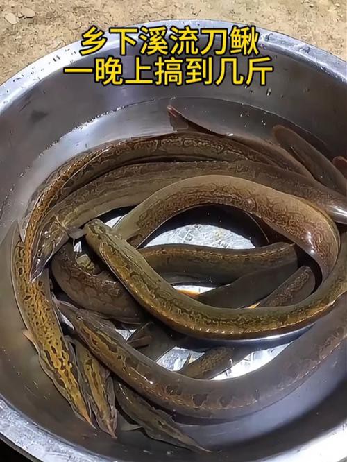 刀鰍魚圖片,廣西男子釣上巨型刀鰍魚,比嬰兒手臂還長,刀鰍魚能長這么大 龍魚論壇 第9張 刀鰍魚圖片,廣西男子釣上巨型刀鰍魚,比嬰兒手臂還長,刀鰍魚能長這么大 刀鰍魚圖片,廣西男子釣上巨型刀鰍魚,比嬰兒手臂還長,刀鰍魚能長這么大 龍魚論壇 第9張