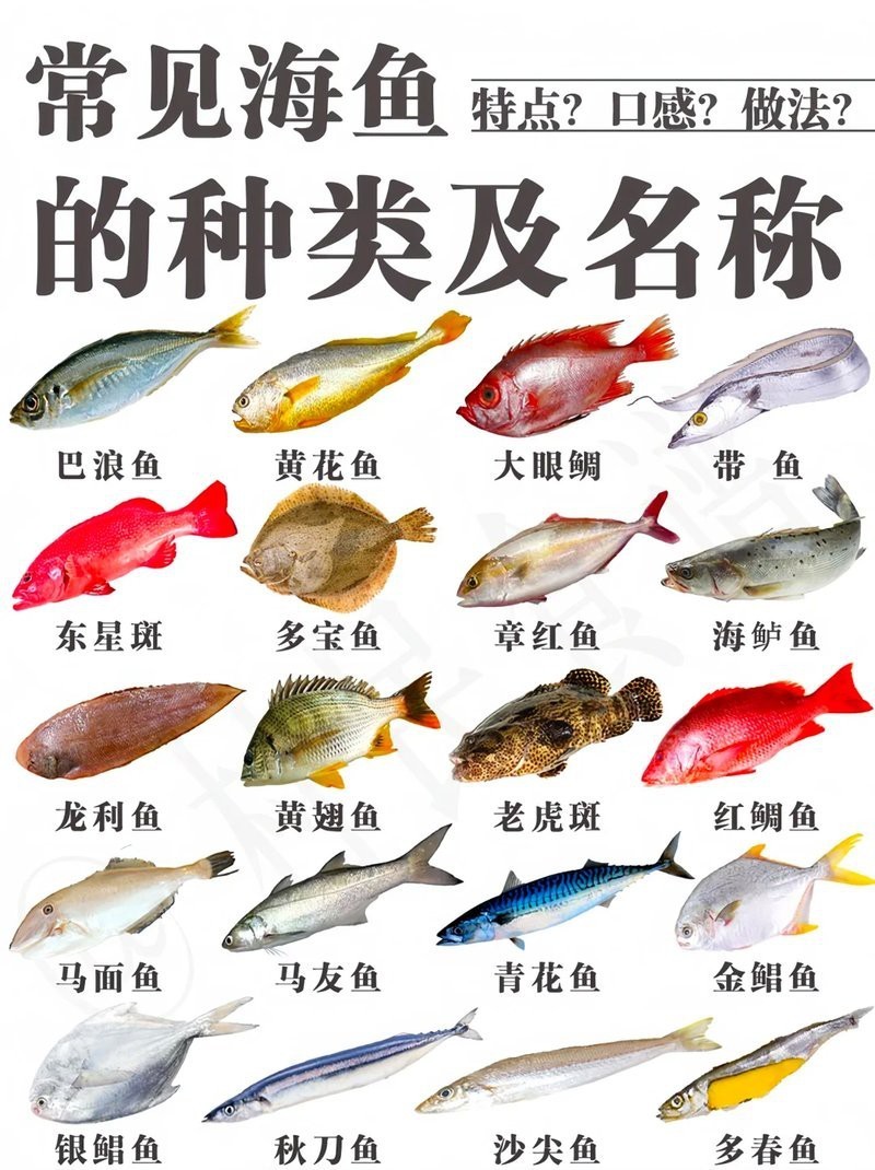 十大無(wú)刺魚排名海魚，十大無(wú)刺海魚營(yíng)養(yǎng)與營(yíng)養(yǎng)價(jià)值和烹飪藝術(shù)選購(gòu)指南