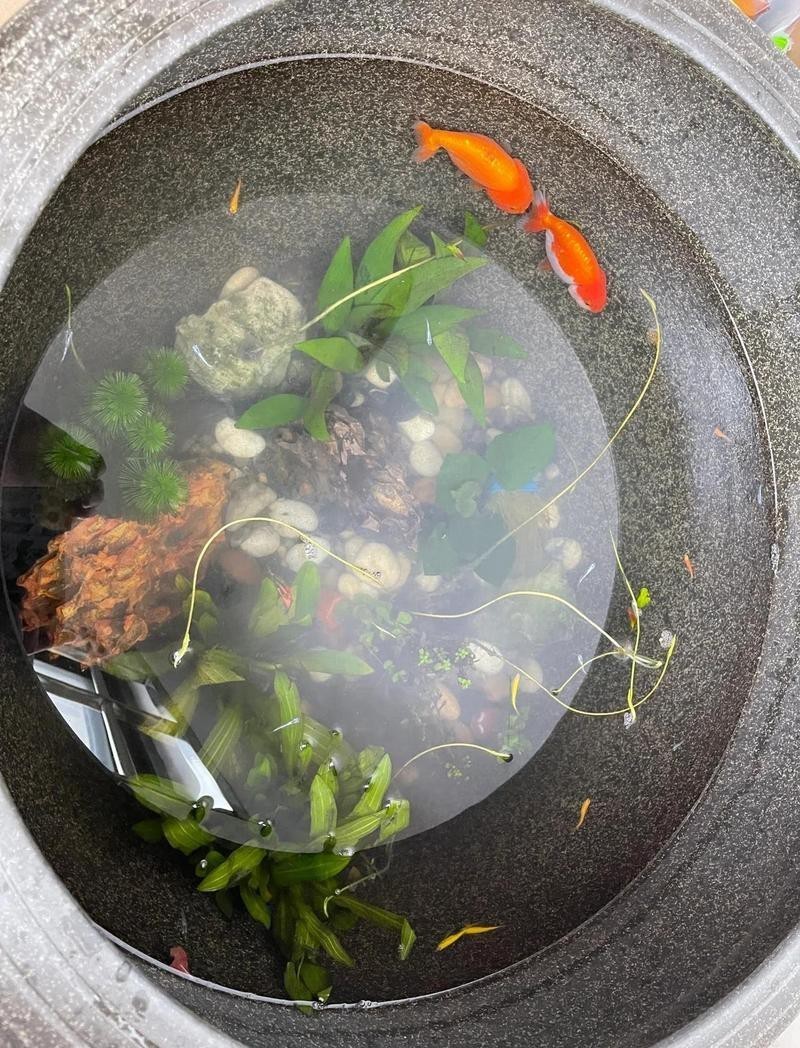 養(yǎng)魚開缸窮三代，\