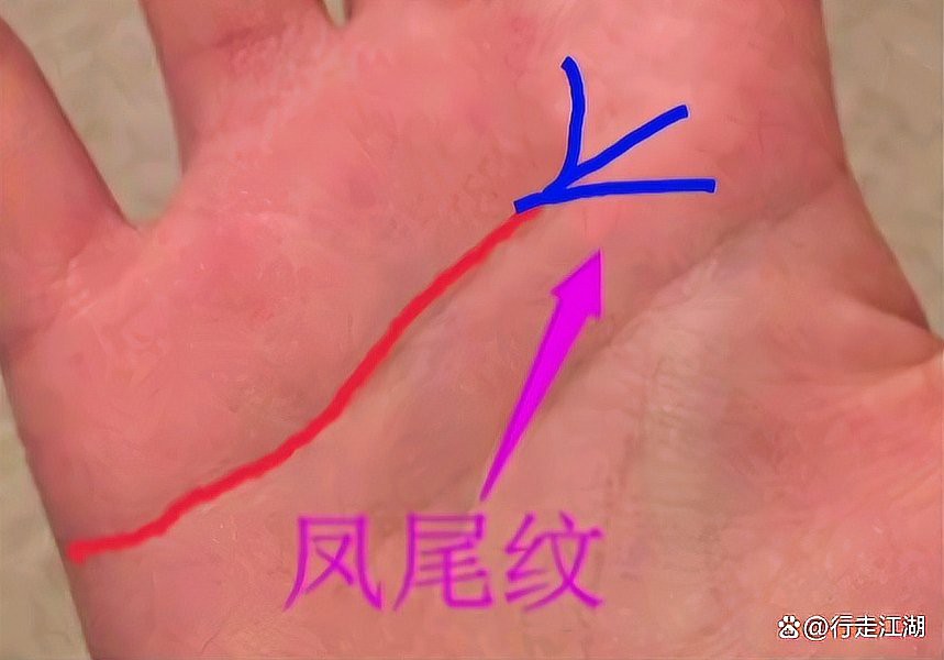 鳳尾紋和假鳳尾紋的區(qū)別，鳳尾紋與假鳳尾紋的區(qū)別