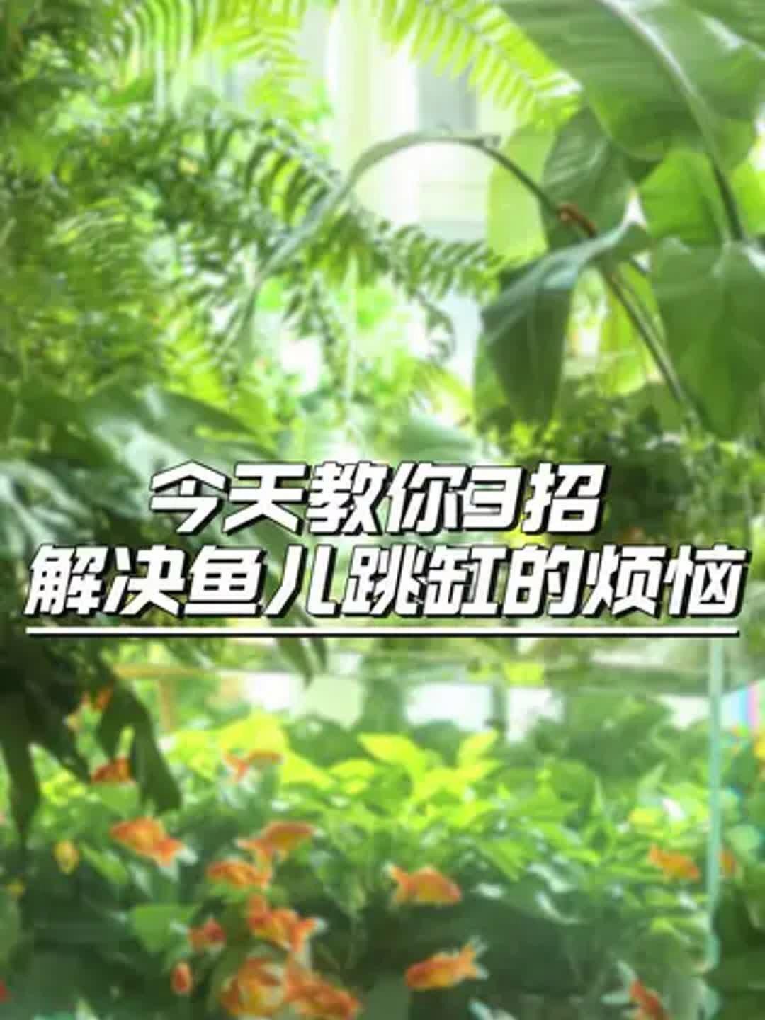 如何預防金龍魚跳缸？，正飛工坊龍魚跳缸的三大原因