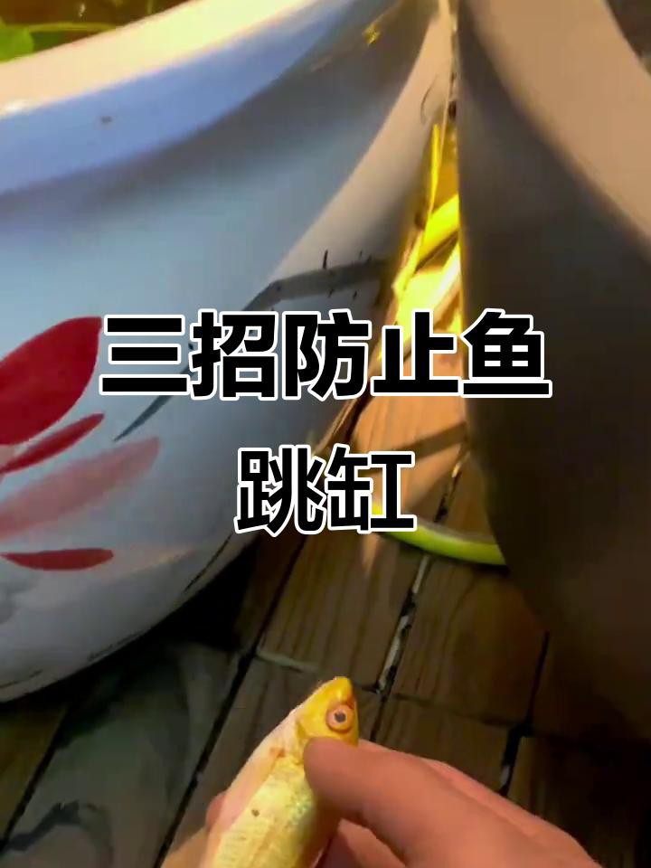 如何預防金龍魚跳缸？，正飛工坊龍魚跳缸的三大原因