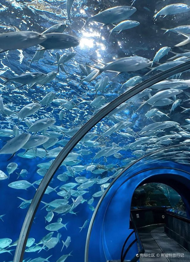 浦東水族店，上海浦東新區擁有多家特色水族店及場館