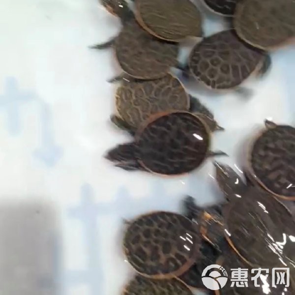 恩平龍魚店，恩平龍魚店有哪些品種推薦恩平龍魚店的價格范圍是多少