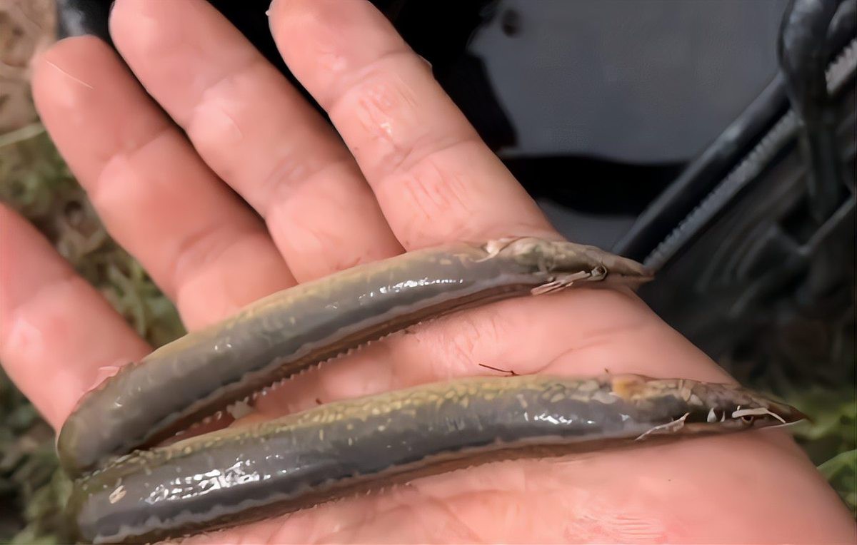 刀鰍魚為什么叫毒魚，農(nóng)村這種魚長得像“泥鰍”的魚以前沒人吃現(xiàn)在有錢都吃不到