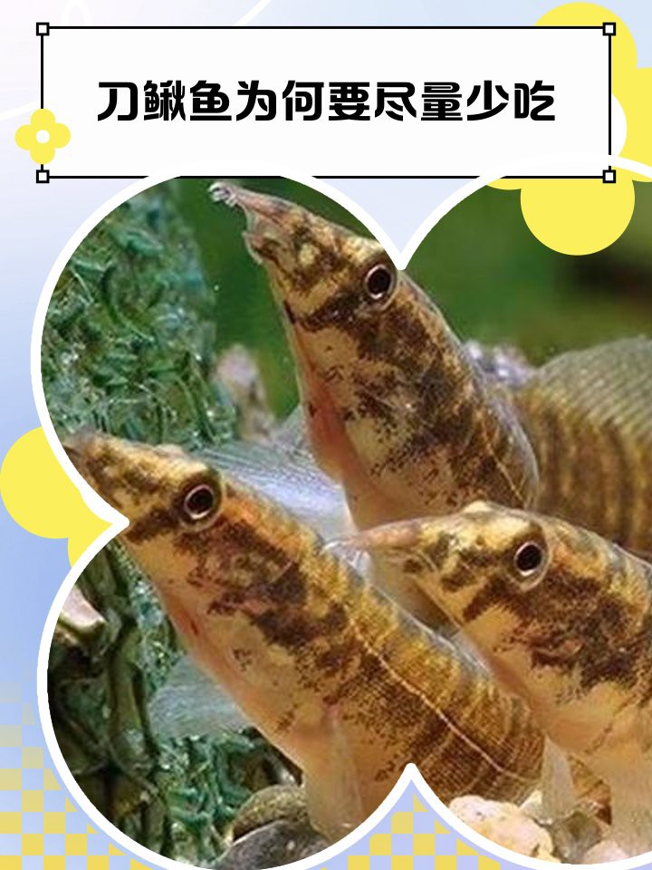 刀鰍魚為什么叫毒魚，農(nóng)村這種魚長得像“泥鰍”的魚以前沒人吃現(xiàn)在有錢都吃不到