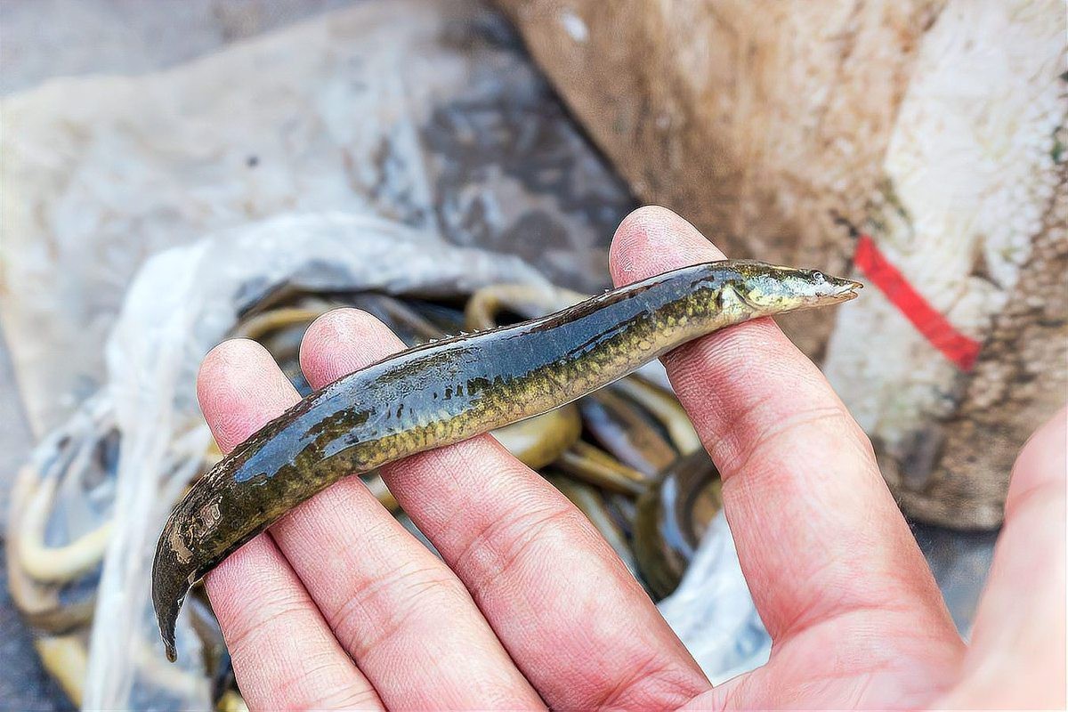 刀鰍魚為什么叫毒魚，農(nóng)村這種魚長得像“泥鰍”的魚以前沒人吃現(xiàn)在有錢都吃不到