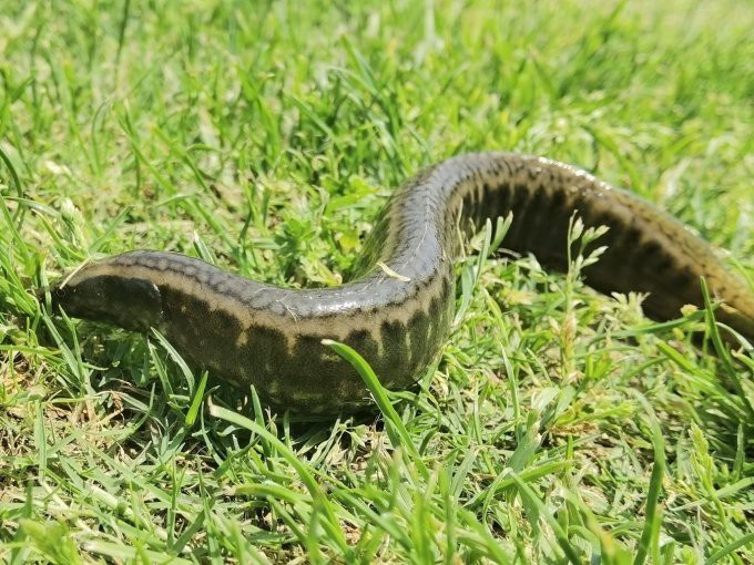 刀鰍魚為什么叫毒魚，農(nóng)村這種魚長得像“泥鰍”的魚以前沒人吃現(xiàn)在有錢都吃不到