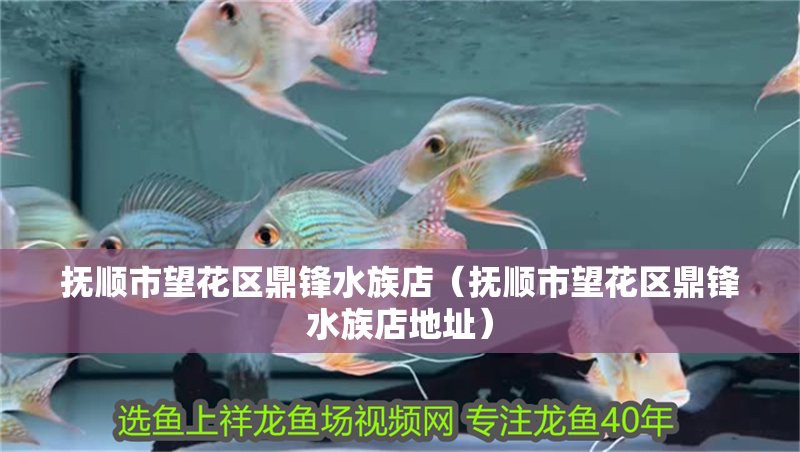 望花水族店，撫順市望花區鼎鋒水族店愛企查撫順市望花區名揚水族店