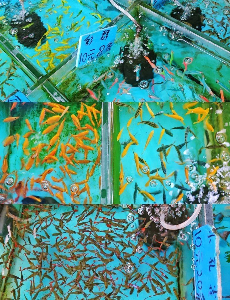 海東水族批發市場，海東市水族批發市場