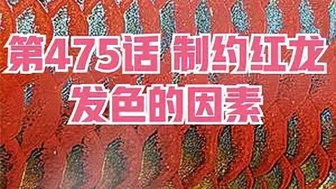 紅龍魚(yú)怎么發(fā)色快，嗶哩嗶哩紅龍冷天發(fā)色關(guān)鍵期