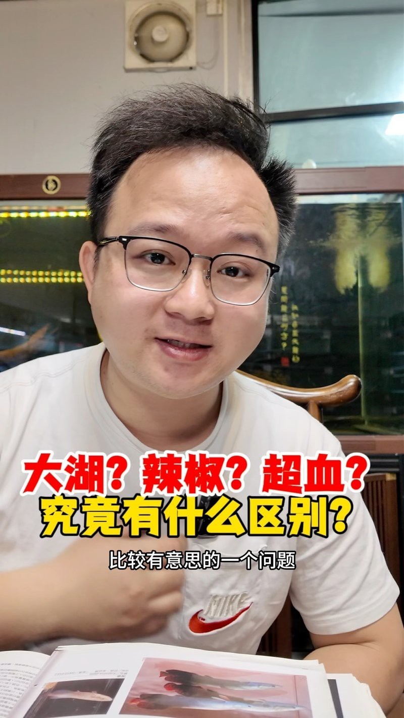 大湖紅龍和普通紅龍哪個(gè)更適合新手，《大湖紅龍和普通紅龍哪個(gè)更適合新手》