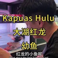 大湖紅龍和普通紅龍哪個(gè)更適合新手，《大湖紅龍和普通紅龍哪個(gè)更適合新手》