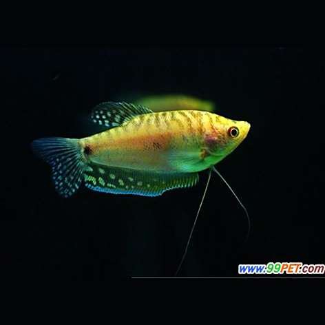 曼龍魚混養(yǎng)的最佳溫度是多少？，「養(yǎng)魚必看」曼龍魚混養(yǎng)全攻略:這幾種魚千萬別放