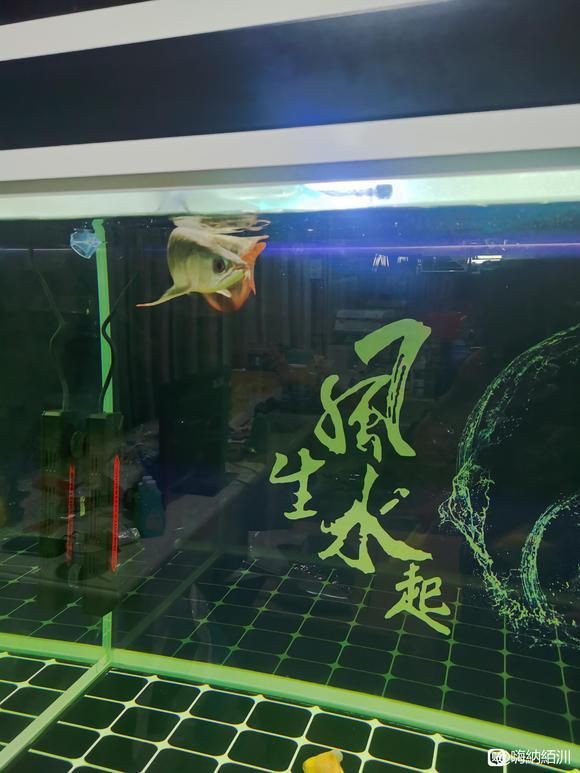 紅龍魚(yú)苗2-3厘米，紅龍魚(yú)的飼養(yǎng)技巧